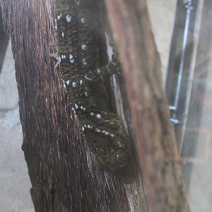 Smith's green-eyed gecko (Gekko smithii) - Taman Konservasi Sato Loka