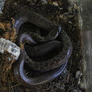 Common wolf snake (Lycodon capucinus) - Taman Konservasi Sato Loka