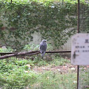 Black-winged kite (Elanus caeruleus)