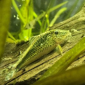 Corydoras sp. Takana