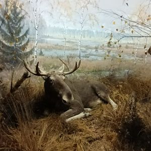 male Moose Diorama