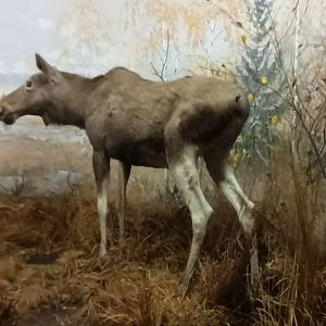 female Moose Diorama