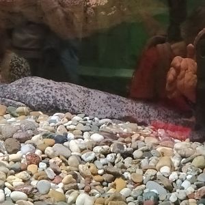 Chinese giant Salamander