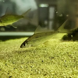 Signal Barb (Labiobarbus festivus)