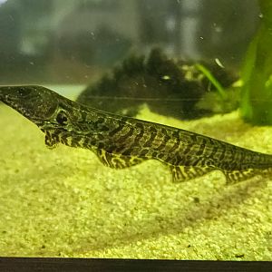 Trumpeter Knifefish (Rhamphichthys rostratus)