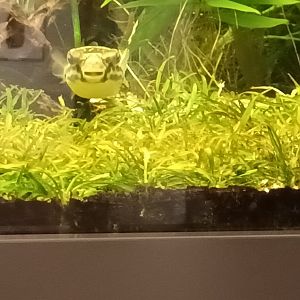 Giant freshwater puffer Fish