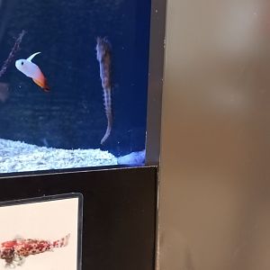 Fire Goby and Barbours sea Horse