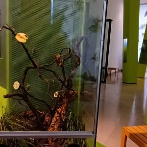 House Cricket and Desert Locust Habitat