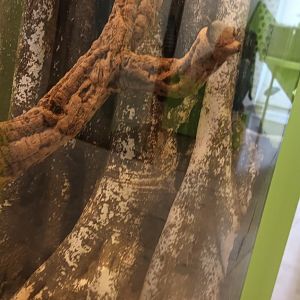 Madagascar hissing Cockroach Habitat