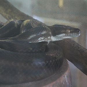 Tanimbar python (Simalia nauta) - Taman Konservasi Sato Loka