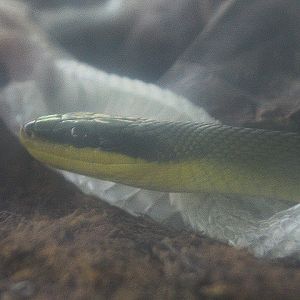 Sumatran beauty rat snake (Elaphe taeniura grabowskyi) - Taman Konservasi Sato Loka