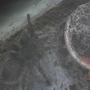 Mexican red rump tarantula (Tliltocatl vagans) - Taman Konservasi Sato Loka