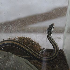 Striped keelback (Xenochrophis vittatus) - Taman Konservasi Sato Loka