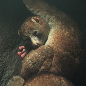 West African potto (Perodicticus potto potto) - Suraloka Interactive Zoo