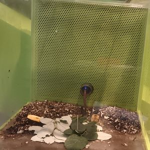 Example of Leaf cutter Ant Habitat