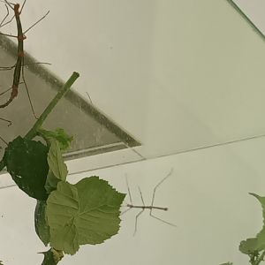 Peruvian fire Sticks