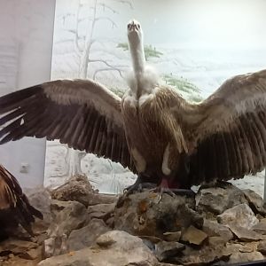Western griffon Vulture Diorama