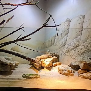 African orb Weaver and Egyptian Mastigure Habitat