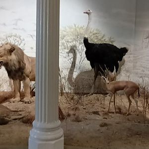 African Savannah Diorama