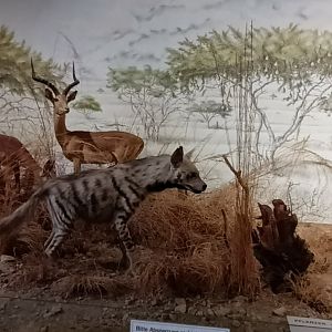 Impala and Striped Hyena part of african savannah Diorama