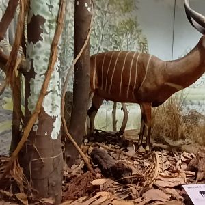 Bongo and Serval part of african savannah Diorama