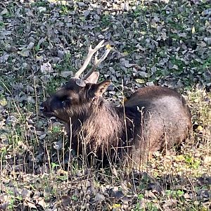 Sika Deer (Cervus nippon)