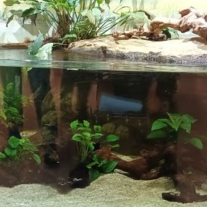 West african Lungfish Palaudarium