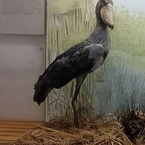 Shoebill Diorama