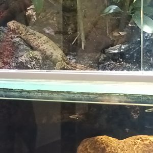 Chinese Danios and Crocodile Lizard