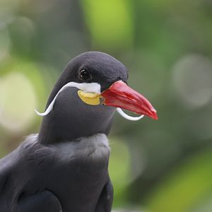 Inca tern (Larosterna inca)