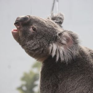 Queensland Koala