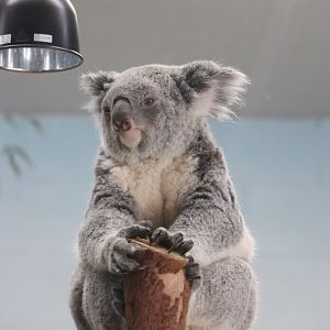 Queensland Koala (Phascolarctos cinereus adustus)