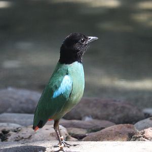 Hooded Pitta (Pitta sordida)