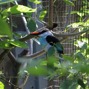 Blue-breasted Kingfisher (Halcyon malimbica)