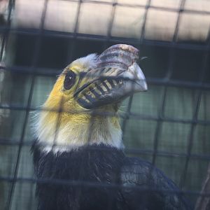 South Suluwesi Tarictic Hornbill