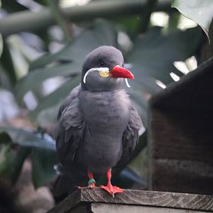 Inca Tern