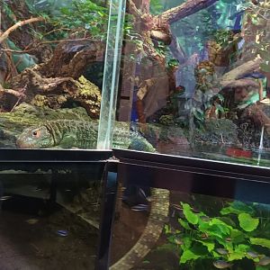 Red blue colombian Tetras, Emperor Tetras and Northern caiman Lizard