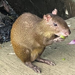 Roatan Island Agouti (Dasyprocta ruatanica)