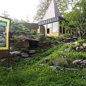 Soon-to-be exhibit for Yellow-footed rock wallabies, 2025-09-30