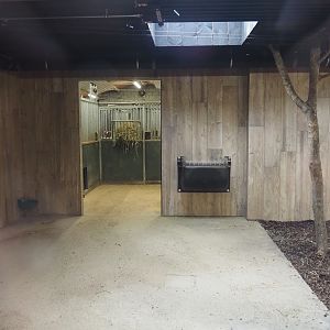 Mountain bongo and Kirk's dik-dik indoor exhibit, 2025-09-30