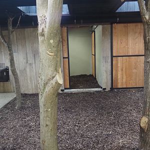Mountain bongo and Kirk's dik-dik indoor exhibit, 2025-09-30