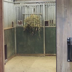 Mountain bongo and Kirk's dik-dik off-show stalls, 2025-09-30