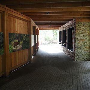 Viewing area for Mountain bongo and Kirk's dik-dik indoor exhibit, 2025-09-30