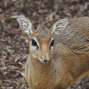 Kirk's dik-dik (Madoqua kirkii), 2025-09-30