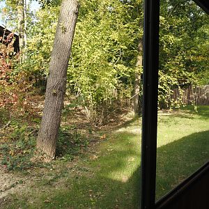 Forested land area extension for one of the two pygmy hippopotamus exhibits, 2025-09-30