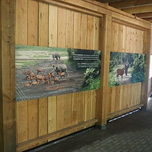 Signage about African rainforests, with mentions of forest elephants, bongos and baïs, 2025-09-30