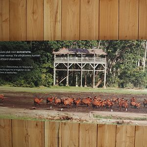 Signage about African rainforests, with photo of bongos and observation post in baï in Dzanga-Sangha, Cameroon, 2025-09-30