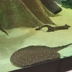 Pearl Cichlid and Ocellated Stingray