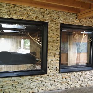 Pygmy hippopotamus indoor exhibit viewing windows, 2025-09-30