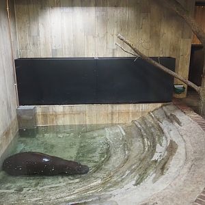 Pygmy hippopotamus indoor exhibit - Indoor pool, 2025-09-30